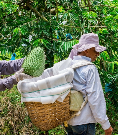 Exporting fresh exotic tropical fruits