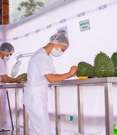 Exporting fresh exotic tropical fruits