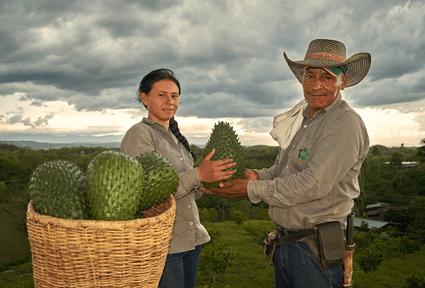 Soursop, also known as guanábana, catuche, corossole, or graviola, is a tropical fruit native to the American tropics.